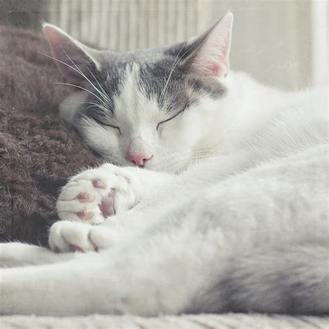 White And Grey Cat Taking Nap On Couch Photograph by Cindy Prins