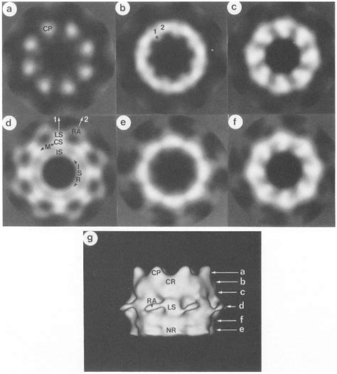 Nuclear Pore Complex | Semantic Scholar