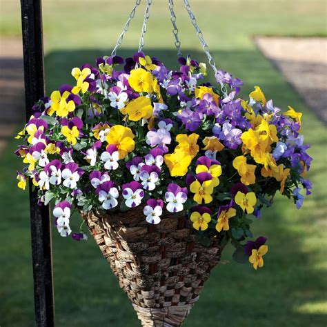 Best plants for hanging baskets Ideas with Images