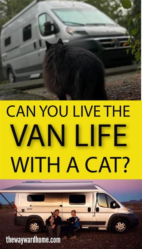 Do you have a cat and want to live the van life? Yes, it is possible to ...