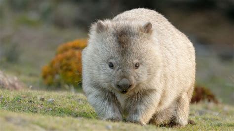 Why do wombats poop cubes? Scientists may finally have the answer | CNN