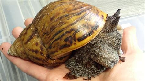 Giant African land snail | London Zoo