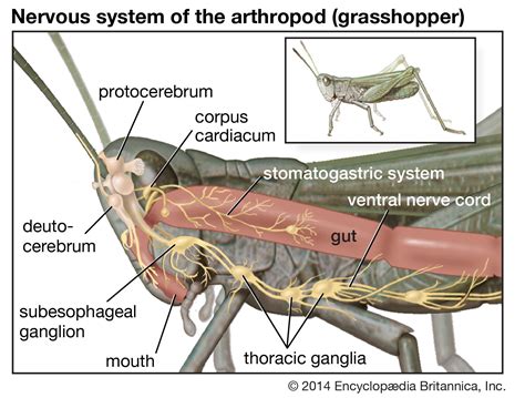 Nervous system - Arthropods, Reflexes, Sensory | Britannica