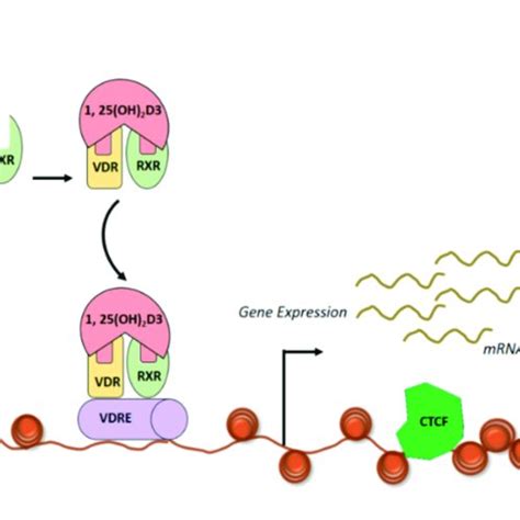 Schematic illustration vitamin D synthesis pathway and signalling ...