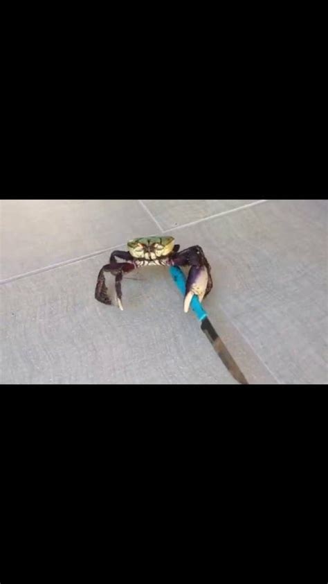 Crab With A Knife, meme, HD phone wallpaper | Peakpx