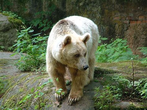 Nuremberg Zoo in Bavaria, Italy | Sygic Travel