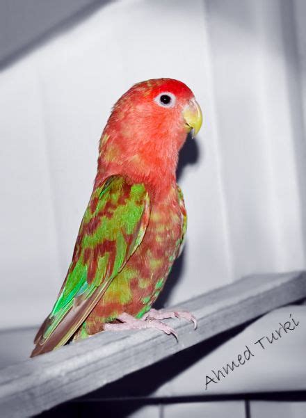 Lovebird / Rare color | Love birds pet, Pet birds, African lovebirds