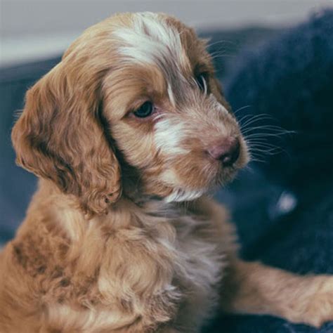 #1 | Cockapoo Puppies For Sale By Uptown Puppies