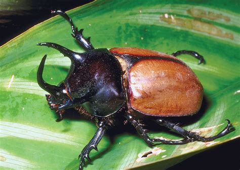 Horned Atlas Beetle