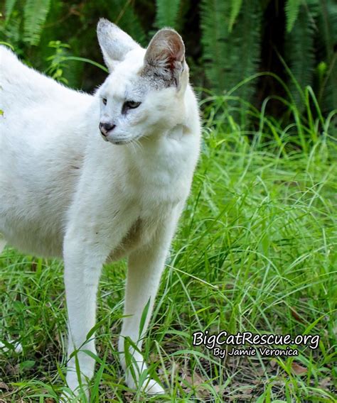 a white cat is standing in the grass