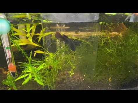 Betta Imbellis Breeding Setup - Fish Breeding - C.A.R.E.