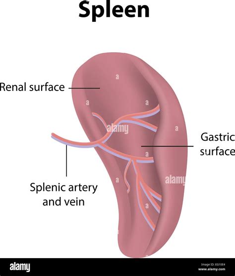 Spleen Diagram Anatomy