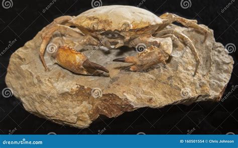 Large Prehistoric Crab Fossilized Skeleton Stock Photo - Image of ...