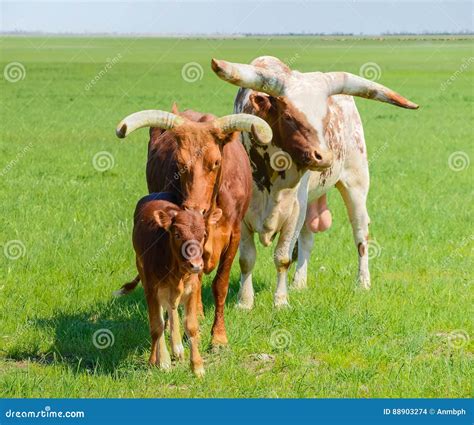 Bull, Cow and Calf of the Watusi Cattle in Steppe Stock Photo - Image ...