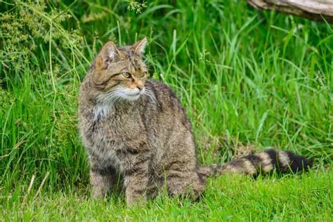 Gato Montés, conoce al gato salvaje europeo e ibérico | Gatos salvajes ...