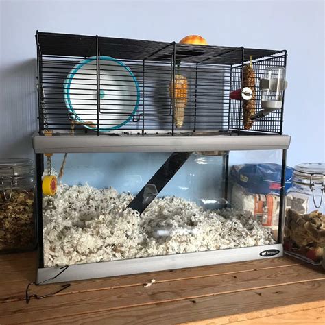 Pet gerbil and gerbil cage with all extras | in Bournemouth, Dorset ...