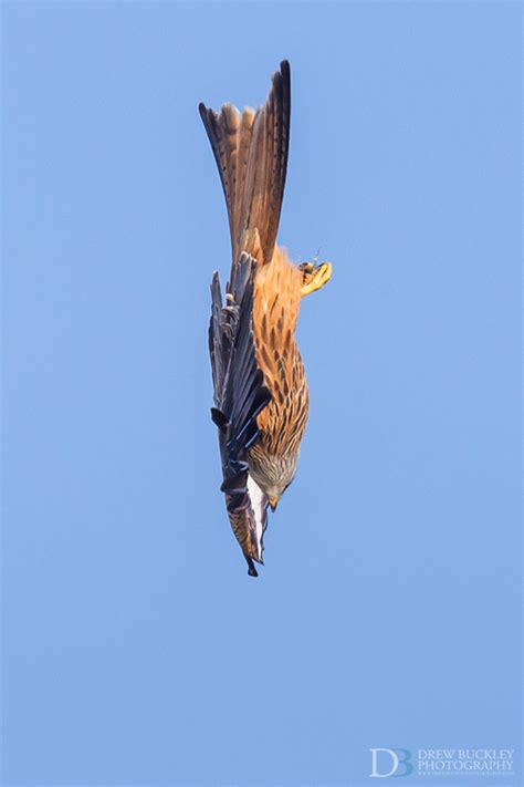 Acrobatic Red Kite Photography in Wales