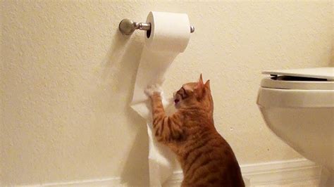 Cute Kitten DESTROYS Toilet Paper! - YouTube