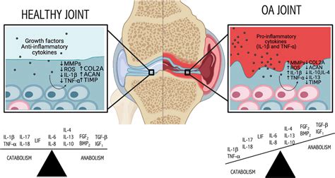 Involvement of regulatory proteins in chondrocyte and articular ...