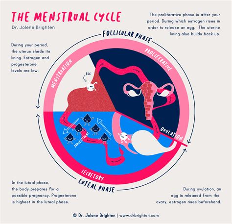 How the Menstrual Cycle Works - Menstruation Guide - Dr. Jolene Brighten