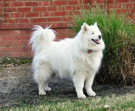 White Wooly Husky ^_^ | White husky, Husky, Wooly siberian husky