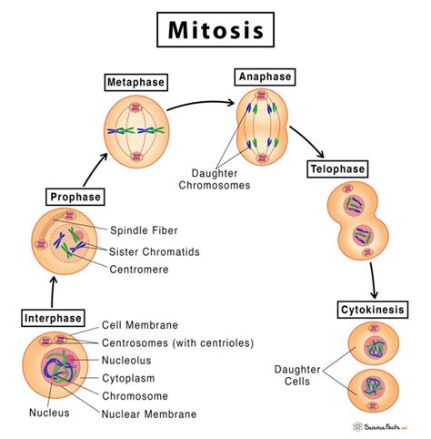 Cell Mitosis Phases Real