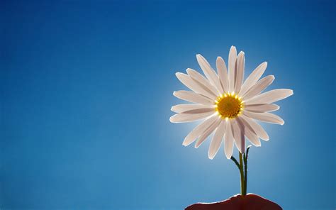 White Daisy Wallpaper - Colors Wallpaper (34692128) - Fanpop