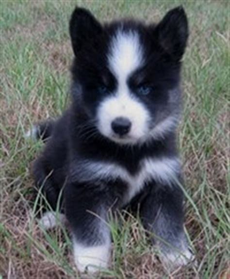 Huskimo Dog Breed » Siberian Husky & American Eskimo Mix