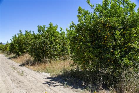 Lemon Trees Free Stock Photo - Public Domain Pictures