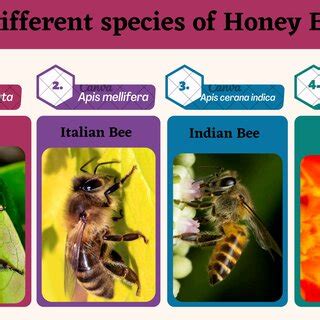 Hive structures of Apis dorsata, Apis mellifera and Apis cerana indica ...