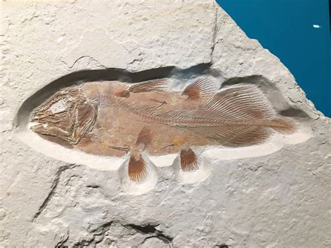 Enormous Ancient Fish Discovered by Accident – Bizarre-Looking and ...