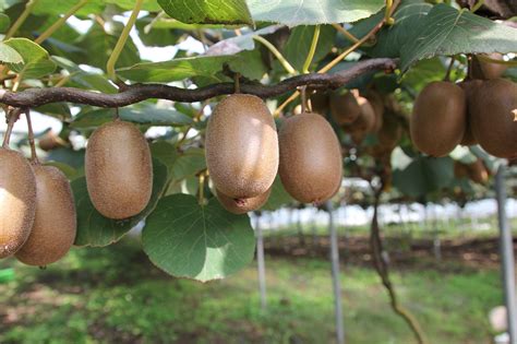 2 Different Delicious Kiwi Plant Varieties and How to Grow Them ...