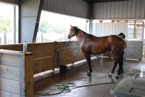 Horses and the Heat: Fact vs. Fiction | Sky Ranch Sanctuary