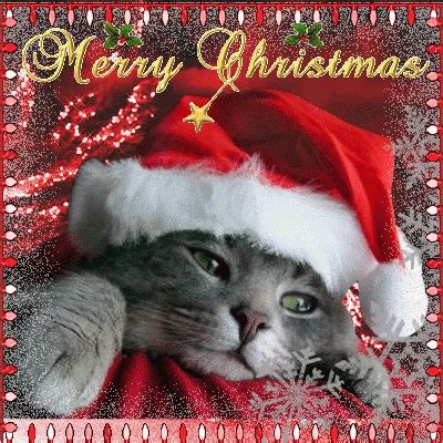 Merry Christmas Kitten GIF - MerryChristmas Kitten - Discover & Share GIFs