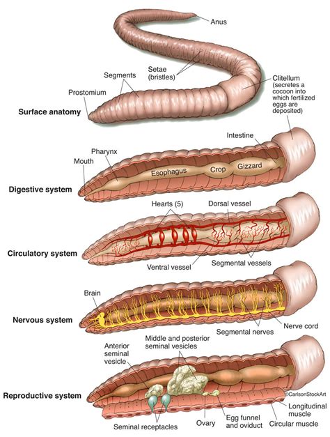 Earthworm Anatomy | Carlson Stock Art