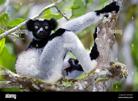 Indri lemur (Indri indri) sitting on a tree, Andasibe-Mantadia National ...