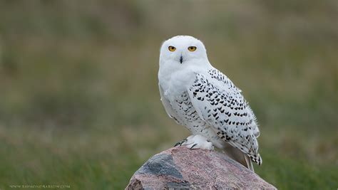 Snowy Owl Facts For kids Interesting Facts About The Snowy Owl