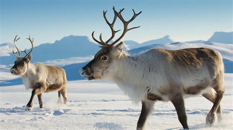 Reindeer (Caribou) | San Diego Zoo Animals & Plants