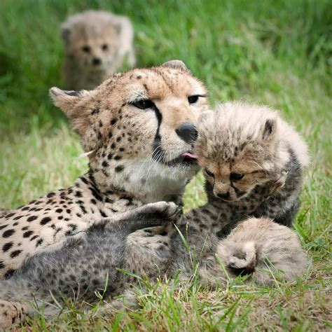 Cheetah Family 104-09-11 by Prince-Photography on DeviantArt