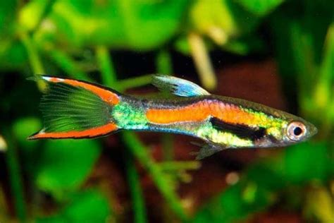 Endlers – Detailed Guide: Care, Diet, and Breeding - Shrimp and Snail ...