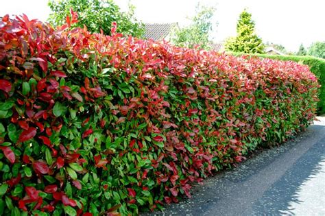 Interior Design Advice: Finding The Right Hedging Plants For Your Home