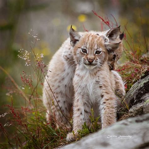 Lynx cubs playing | Animals beautiful, Cats, Cute baby animals