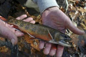 Brook trout habitat restoration in the Potomac Headwaters | Trout Unlimited