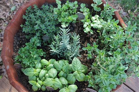 How To Grow A Medicinal Herb Garden : How to Make A Cold and Flu ...