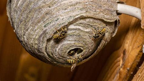 How to Deal with a Wasp Infestation | KOMO