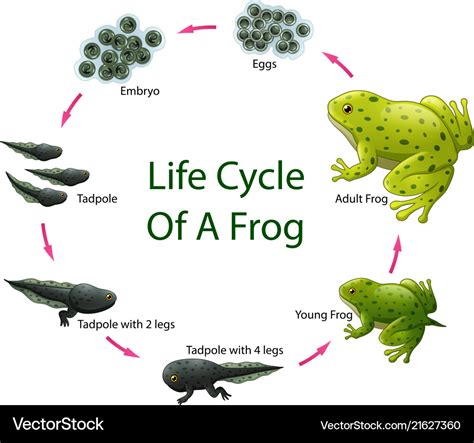 Life Cycle Of A Frog Facts