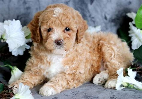 8 Pics Light Brown Toy Poodle Puppies And Description - Alqu Blog