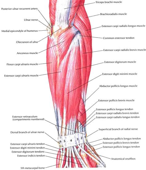 Image result for forearm muscle posterior | Anatomy | Pinterest ...