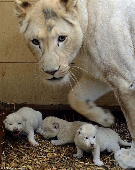 Newborn white lion triplets take first steps in new world | Daily Mail ...