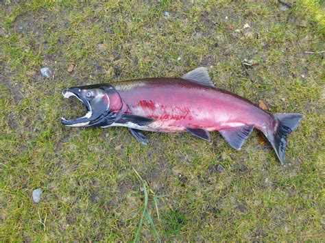 Glendale Country Club: Coho salmon spawning at Glendale CC